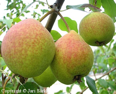 Pyrus communis 'Aunen P&auml;&auml;ryn&auml;'.